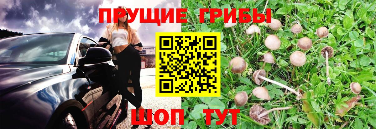 Джанкой  Псилоцибиновые грибы Psilocybine cubensis  Вход с VPN 